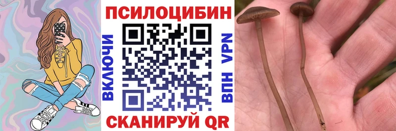 цена наркотик  Красный Холм  мориарти телеграм  Галлюциногенные грибы GOLDEN TEACHER 